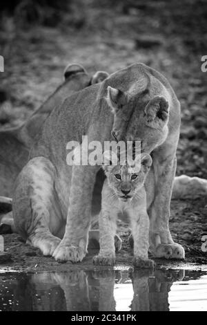 nuzzling cub mono lioness par trou d'eau Banque D'Images