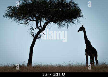 La girafe de Masai est en silhouette sous l'arbre Banque D'Images