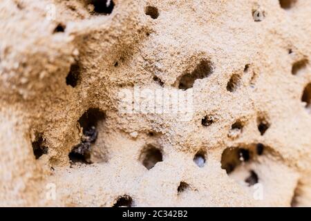 Les nids de fourmis dans une termitière de sable. Banque D'Images