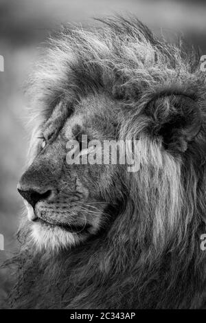Gros plan mono de la tête du lion mâle Banque D'Images