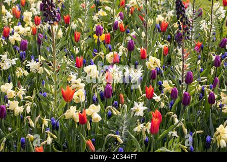 Fritillaria persica et fleurs dans un jardin en fleurs Banque D'Images