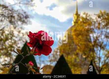 Paris, France - Novembre 2017 : l'Automne à Paris. Jardin au Musée Rodin à Paris. France Banque D'Images