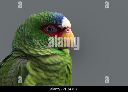 Étude de tête albifrons amazonas à fronton blanc Banque D'Images