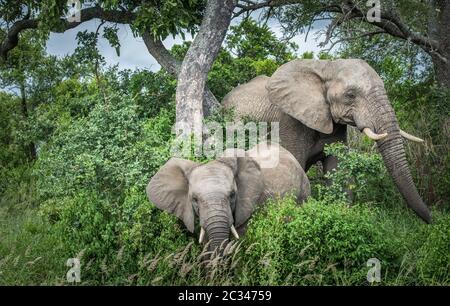 Les éléphants dans le Parc National Kruger, Afrique du Sud. Banque D'Images