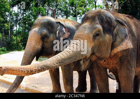 Vue rapprochée de deux éléphants asiatiques, avec une peau boueuse Banque D'Images