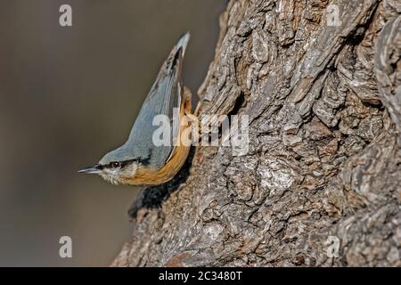 Nuthatch 'stta europaea' Banque D'Images