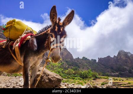 Âne dans le cratère de Cova de Paul votano sur l'île de Santo Antao, au Cap-Vert, en Afrique Banque D'Images