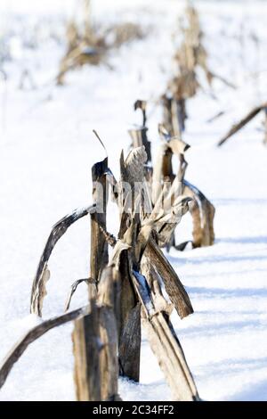 champ agricole enneigé avec chaume de maïs congelé et séché en hiver, froid hivernal dans la nature Banque D'Images