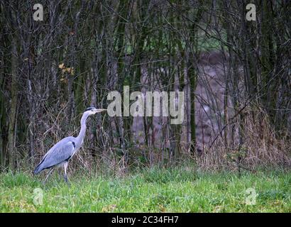 Héron gris Ardea cinerea à Feldrain Banque D'Images