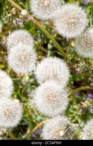 belles boules de pissenlits blancs au printemps de l'année, gros plan de fleurs avec graines au printemps Banque D'Images