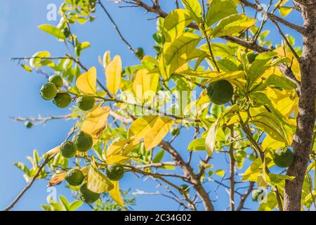 Tilleul ou Lemon Tree dans les jardins de la ville du Cap, Afrique du Sud. Banque D'Images