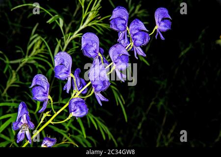 Aconit, de la médecine, la plupart des plantes Plantes toxiques du monde Banque D'Images