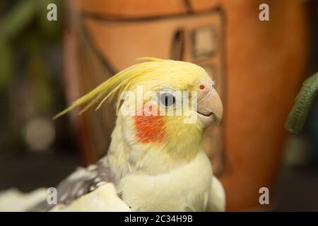 Corella parrot avec joues rouges et de longues plumes Banque D'Images