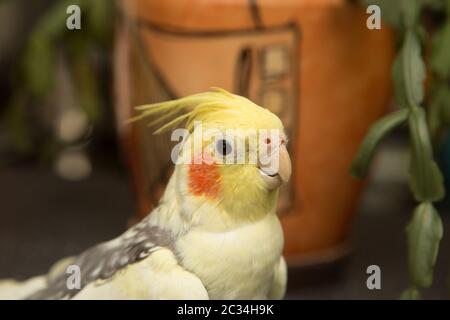 Corella parrot avec joues rouges et de longues plumes Banque D'Images