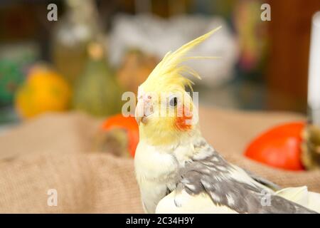 Corella parrot avec joues rouges et de longues plumes Banque D'Images