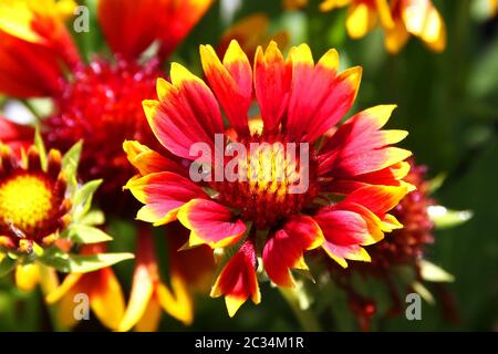 Fleur Gaillardia Aristata gallo fleur bicolore foncée Banque D'Images