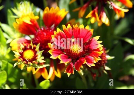 Fleur Gaillardia Aristata gallo fleur bicolore foncée Banque D'Images