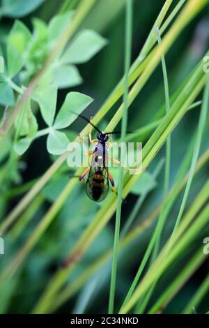 une guêpe ou un insecte semblable sur une lame d'herbe Banque D'Images