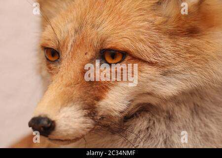 Portrait d'un renard farci Banque D'Images