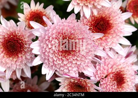 Fleurs de chrysanthème groupe de fleurs roses Banque D'Images