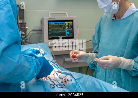 chirurgie en clinique vétérinaire. Moniteur de salle de fréquence cardiaque sur l'unité principale. Banque D'Images