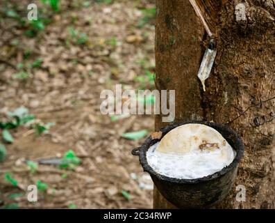 Plantation d'hévéa. La récolte du latex dans le jardin d'hévéa en Thaïlande. Le latex naturel extrait de para usine de caoutchouc. Recueillir le latex dans tasse en plastique Banque D'Images