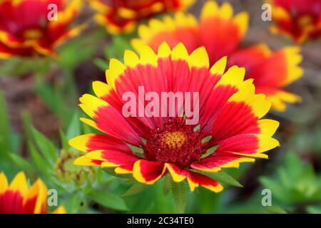 Fleur Gaillardia Aristata gallo fleur bicolore foncée Banque D'Images