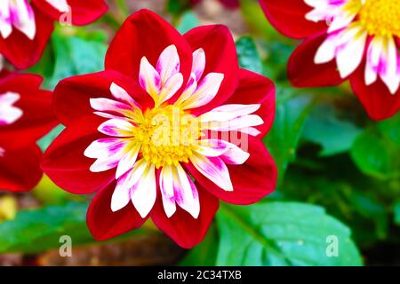 Fleur Dahlia nuit Collarette papillon princesse Dahlias Banque D'Images