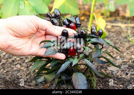 Plante de poivre ornemental fraîche et unique Capsicum annuum dans la culture du sol Banque D'Images