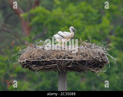 18 juin 2020, Brandebourg, Berkenbrück: Un chick de cigogne est tout seul dans son nid tandis qu'un animal parent est à la recherche de nourriture. Le petit-storage blanc s'occupe de sa progéniture tout seul depuis environ 14 jours. Le partenaire a été grièvement blessé lors d'une collision et a dû être abattu par la police. Depuis ce jour, le stork parent s'occupe seul du petit chick de stork. Près du nid, les résidents locaux ont mis en place un conteneur avec de l'eau et du poisson vivant. Après quelques jours, le wok blanc a accepté l'aide et capture maintenant le poisson du réservoir. Les pêcheurs du village fournissent un con Banque D'Images