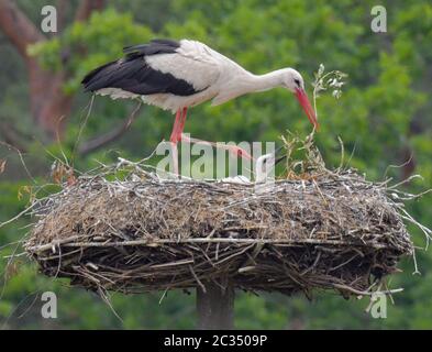 18 juin 2020, Brandebourg, Berkenbrück: Un chick de cigogne est mendiant pour la nourriture d'un animal parent. Pendant environ 14 jours, le wok blanc s'occupe de sa progéniture tout seul. Le partenaire a été grièvement blessé lors d'une collision et a dû être abattu par la police. Depuis ce jour, l'animal parent s'occupe de la petite poussin de cigogne seule. Près du nid, les résidents locaux ont mis en place un conteneur avec de l'eau et du poisson vivant. Après quelques jours, le wok blanc a accepté l'aide et capture maintenant le poisson du réservoir. Les pêcheurs à la ligne dans le village fournissent un approvisionnement constant. Photo: Patrick Banque D'Images