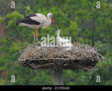 18 juin 2020, Brandebourg, Berkenbrück: Un chick de cigogne est mendiant pour la nourriture d'un animal parent. Pendant environ 14 jours, le wok blanc s'occupe de sa progéniture tout seul. Le partenaire a été grièvement blessé lors d'une collision et a dû être abattu par la police. Depuis ce jour, l'animal parent s'occupe de la petite poussin de cigogne seule. Près du nid, les résidents locaux ont mis en place un conteneur avec de l'eau et du poisson vivant. Après quelques jours, le wok blanc a accepté l'aide et capture maintenant le poisson du réservoir. Les pêcheurs à la ligne dans le village fournissent un approvisionnement constant. Photo: Patrick Banque D'Images