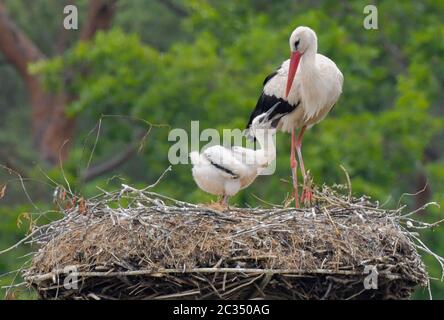 18 juin 2020, Brandebourg, Berkenbrück: Un chick de cigogne est mendiant pour la nourriture d'un animal parent. Pendant environ 14 jours, le wok blanc s'occupe de sa progéniture tout seul. Le partenaire a été grièvement blessé lors d'une collision et a dû être abattu par la police. Depuis ce jour, l'animal parent s'occupe de la petite poussin de cigogne seule. Près du nid, les résidents locaux ont mis en place un conteneur avec de l'eau et du poisson vivant. Après quelques jours, le wok blanc a accepté l'aide et capture maintenant le poisson du réservoir. Les pêcheurs à la ligne dans le village fournissent un approvisionnement constant. Photo: Patrick Banque D'Images