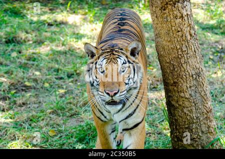 Tigre asiatique debout à côté d'un arbre, en regardant vers le haut Banque D'Images