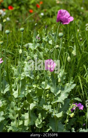 Un pavot violet sur un fond vert. Banque D'Images
