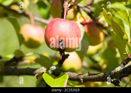 pommes adoreuses de petite taille sur branches d'arbres, récolte à la maison Banque D'Images