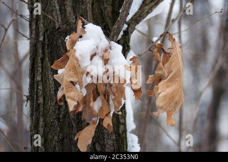 Brun sec feuilles sur une branche d'arbre Banque D'Images