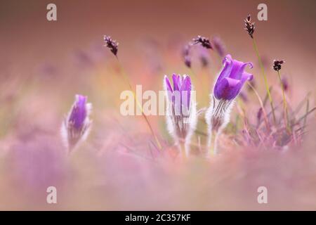 Fragile plus grande fleur de pasque, pulsatilla grandis, fleurit sur un pré de printemps avec de l'herbe. D'abord fleurir pasqueflower tôt le matin de Banque D'Images