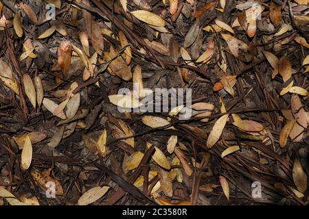 Litière de feuilles colorées avec brindilles et écorce sur le sol dans un petit bois; prédominance jaune et brun. Organique, fond, surface texturée, tombé. Banque D'Images