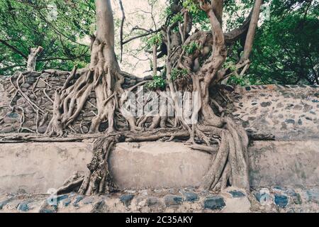 Enchevêtrement de racines dans le tronc massif Fasil Ides baignoire, royaume extérieure. Gondar, Éthiopie Banque D'Images