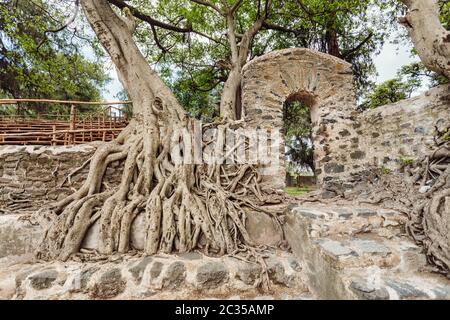 Enchevêtrement de racines dans le tronc massif Fasil Ides baignoire, royaume extérieure. Gondar, Éthiopie Banque D'Images