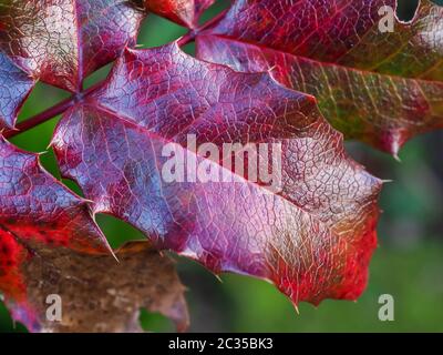 Feuilles de houx aux couleurs rouge et violet vif et surface texturée sur un brousse de jardin en hiver Banque D'Images