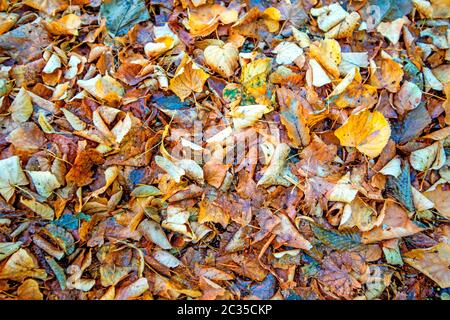 Feuilles à l'automne, format de remplissage Banque D'Images