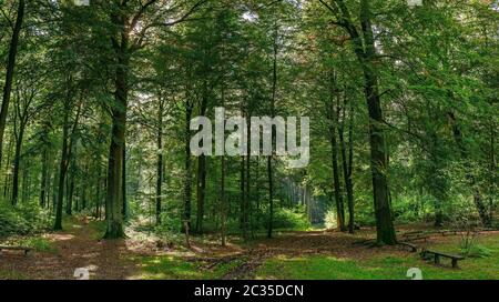 Forêt baignée de soleil près de la Kroneneiche (Crown Oak) non loin de Chorin Banque D'Images