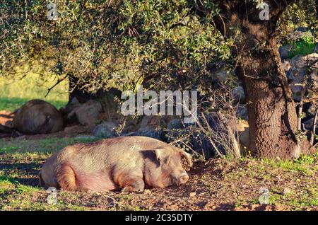 Porc reposant sur le sol Banque D'Images