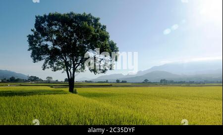 La vue aérienne de magnifiques champs de riz à taitung . Taïwan Banque D'Images