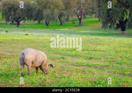 Portrait de cochon dans la prairie, Estrémadure, Espagne Banque D'Images