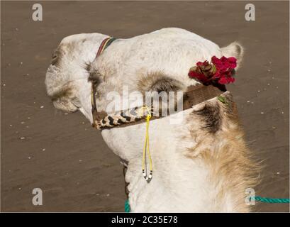 Camel en Maroc Banque D'Images