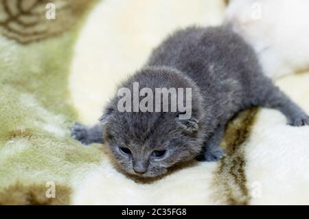 Blue – chatte écossais de 2 semaines, thème chat animal de compagnie Banque D'Images