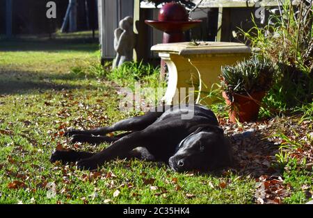 Labrador x American Bulldog se posant sur l'herbe Banque D'Images